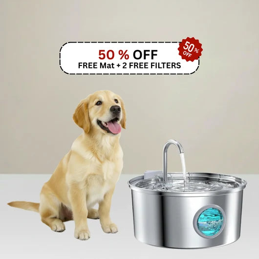 The Smart Filtered Dog Fountain