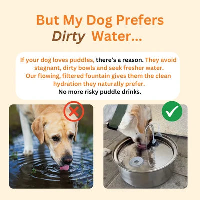 The Smart Filtered Dog Fountain