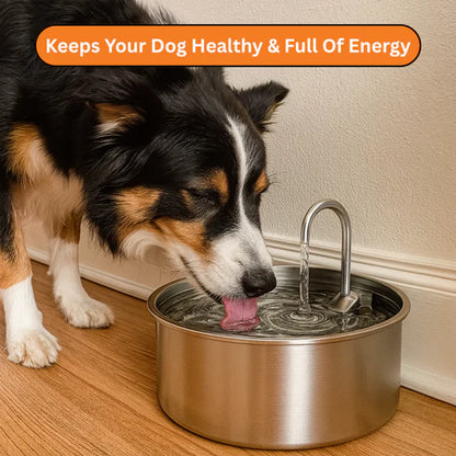 The Smart Filtered Dog Fountain