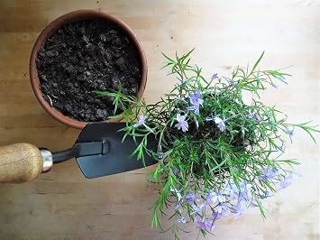 🌿 Gardener's Essential Tool Set with Farmhouse Tote Bag